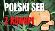 POLACY ZROBILI SER Z KONOPI