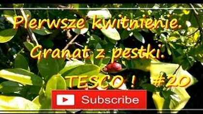 147.    Pierwsze kwitnienie.  Granat z pestki TESCO ! Cz. 1