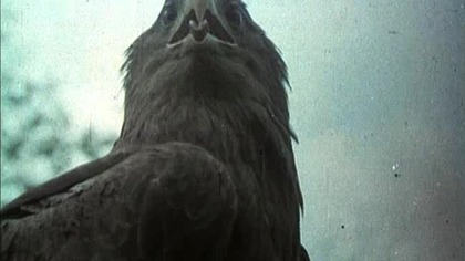 ZNAK ORŁA-CZ. 09-KOMU SŁUŻYCIE (1331)