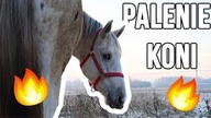 PALENIE KONI 