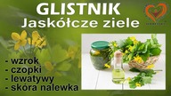 Jaskółcze Ziele Glistnik Chelidonium Majus Domowe Zastosowanie Wzrok Czopki Lewatywy Skóra Nalewka.