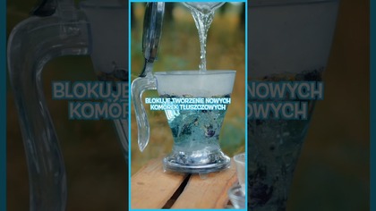 Ta herbata wygląda jak eliksir z bajki!  Klitoria ternateńska daje niespotykany niebieski kolor, który zmienia się przy dodaniu cytryny. Zobacz to na własne oczy!  #bluetea #herbata #wow