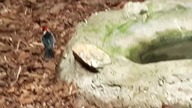 Yellow Billed Cardinal (most beautiful lil birb at the zoo )