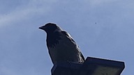 Wrona siwa (Corvus corone cornix) nad Wisłą 