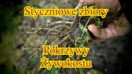 Olej z pokrzywy i żywokostu.  Zbiór zimowy.
