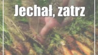 Mandat za marchewkowe pole