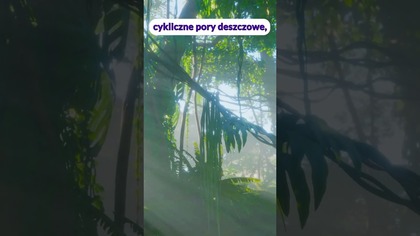 Deszcz przez 2 miliony lat to MIT!