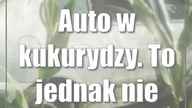 Auto w kukurydzy.  To jednak nie sesja zdjęciowa