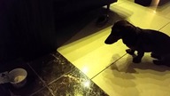 Bardzo agresywny jamnik  Dachshund
