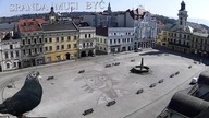 Srający gołąb Wybory 2020