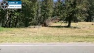Grizzly vs Krowa - Crandall, Wyoming, USA
