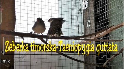 Zeberka timorska-Taeniopygia guttata mix(BIT)odgłosy.  Na luzie :)
