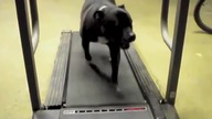 Zabawne Psy Funny Dog Vines 2015 HD