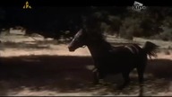Czyż nie dobija się koni? / They Shoot Horses, Don't They? (1968) lektor PL