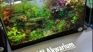 Zakładanie 30l akwarium z czerwonymi roślinami na ziemi ogrodowej.