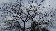 Kury na białym wybiegu - 2023. 02. 05