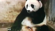 Kichająca panda