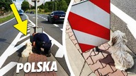 POLACY JADĄC NA WAKACJE porzucili PSA NA ŚRODKU DROGI, zostawiając go na PASTWĘ LOSU...