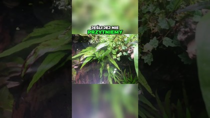 Rośliny nad wodą?  Zobacz te KWIATY!