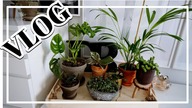 ZMIENIAM KOLOR WŁOSÓW I ZAKŁADAM DOMOWĄ JUNGLE - VLOG