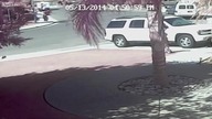 Kot ocalił życie dziecku przed agresywnym psem
