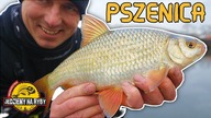 Pszenica zamiast CASTERA ?? Ziomwe płocie na FEEDER KLASYCZNY