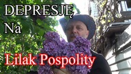 Kwiaty Lilaka na depresję.