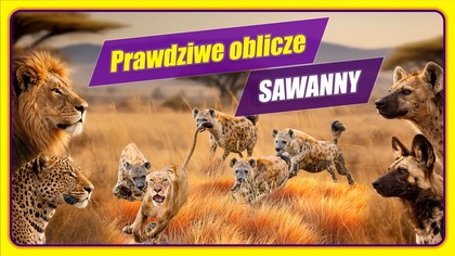 Afrykańska sawanna: Królestwo zwierząt czy krwawa arena walk?