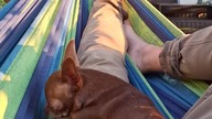 Podwieczorek z Tolkiem #chihuahua