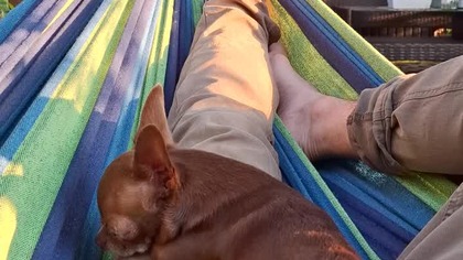 Podwieczorek z Tolkiem #chihuahua
