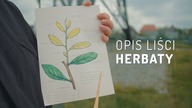 SFTGFOP co oznaczają literki w opisach herbat | Czajnikowy.pl