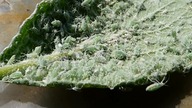 149. Mszyca na liściu renklody.  Video macro.