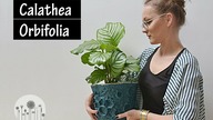 Calathea orbifolia - wymagania, pielęgnacja i uprawa.  Dlaczego liście kalatei żółkną i brązowieją?