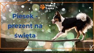 Piesek - prezent na Święta