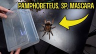 Pamphobeteus sp.  mascara- NOWY DOM! Będzie kokon?