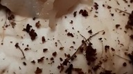 Lissachatina fulica eating a mushroom 