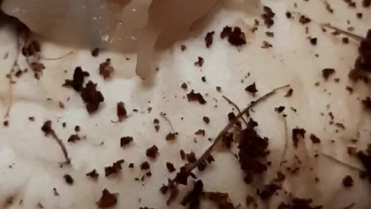 Lissachatina fulica eating a mushroom 