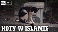 Koty w ISLAMIE