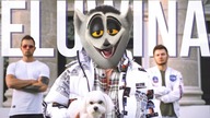 KRÓL JULIAN SPIEWA ELUWINA!