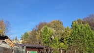 Sterylność vs Brud, czy ma znaczenie w kwestii zdrowia naszych gołębi?