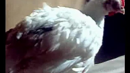 Mutant Chicken with External balls
