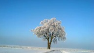 Lipa w Teklinie - Garden kuRaż