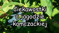 Jagoda kamczacka - ciekawostki i uprawa.