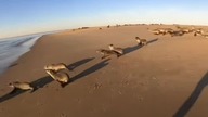#animals #seal #fyp