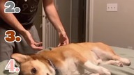 Ranking Funniest Dog Moments