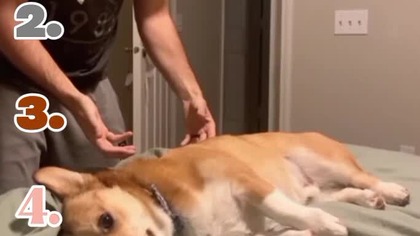 Ranking Funniest Dog Moments