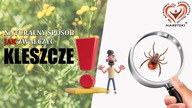 Kleszcze.  Naturalny Sposob Jak Zwalczyć.  Wrotycz Pospolity (Tanacetum vulgare ).