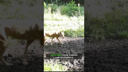 Fotopułapka w lesie uchwyciła wiele zwierząt.