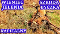Wieniec Dwunastaka, Wyprawy Na Zrzuty Poroża Jelenia 2019