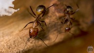 Przeprowadzka dwóch koloni mrówek! Camponotus nicobarensis oraz Camponotus jaliensis